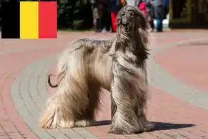 Read more about the article Crescători de ogarii afgani și căței în Belgia