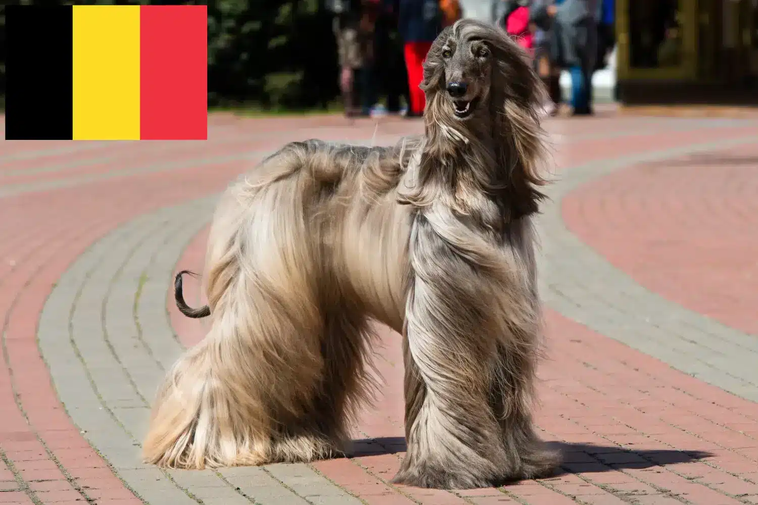 Afghan Hound căței și crescători Belgia Găsiți crescători de câini Afghan Hound în Belgia aici.