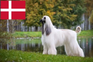 Read more about the article Crescători de ogarii afgani și căței în Danemarca