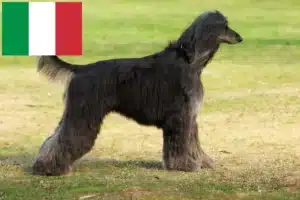 Read more about the article Crescători de ogarii afgani și căței în Italia