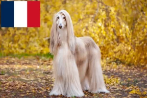 Read more about the article Crescători de ogarii afgani și căței în Franța