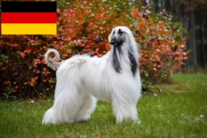 Read more about the article Crescători de ogarii afgani și căței în Germania