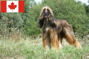 Read more about the article Crescători de ogarii afgani și căței în Canada