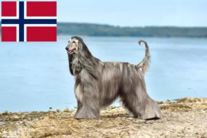 Read more about the article Crescători de ogarii afgani și căței în Norvegia