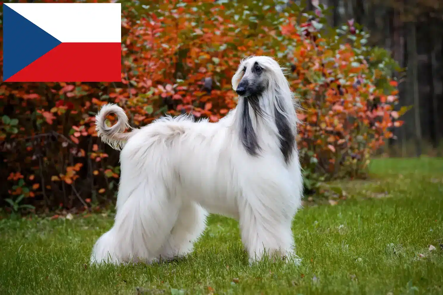Afghan Hound cățeluși și crescători Republica Cehă Găsiți crescători de câini Afghan Hound în Republica Cehă.