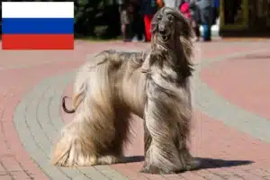 Read more about the article Crescători de ogarii afgani și căței în Rusia