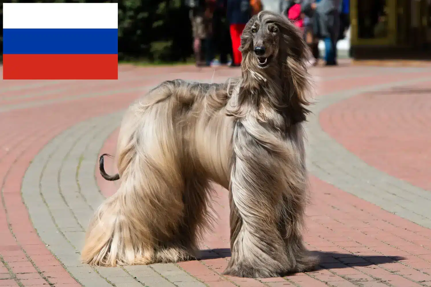 Afghan Hound cățeluși și crescători Rusia Găsiți crescători de câini afgani în Rusia aici.