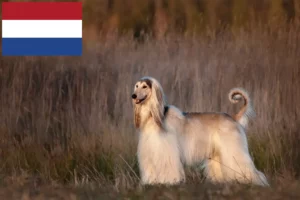 Read more about the article Crescători de ogarii afgani și căței în Olanda