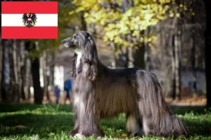 Read more about the article Afghan Hound crescători și căței în Austria