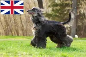 Read more about the article Crescători de ogarii afgani și căței în Marea Britanie