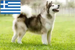 Read more about the article Alaskan Malamute crescători și căței în Grecia