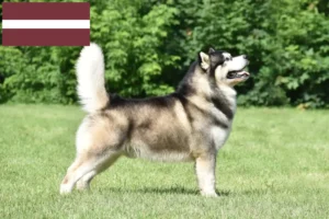Read more about the article Alaskan Malamute crescători și căței în Letonia