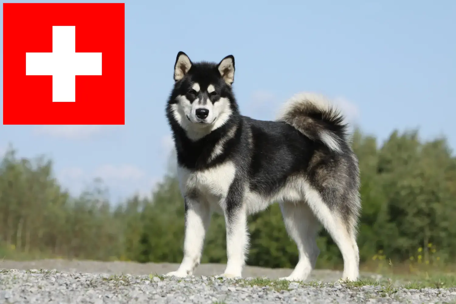Alaskan Malamute căței și crescători Elveția Aici puteți găsi crescători de Alaskan Malamutes în Elveția.