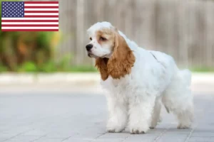 Read more about the article American Cocker Spaniel crescători și căței în SUA