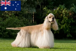 Read more about the article American Cocker Spaniel crescători și căței în Australia