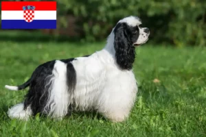 Read more about the article American Cocker Spaniel crescători și căței în Croația