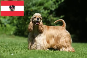 Read more about the article American Cocker Spaniel crescători și căței în Austria