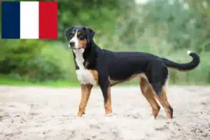 Read more about the article Appenzell Mountain Dog Breeder și Cățeluși în Franța