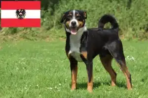 Read more about the article Appenzell Mountain Dog Breeders și cățeluși în Austria