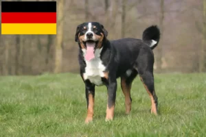 Read more about the article Appenzell Mountain Dog Breeders și cățeluși în Germania