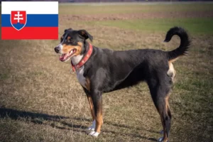 Read more about the article Appenzell Mountain Dog Breeder și Cățeluși în Slovacia