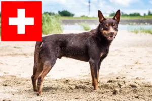 Read more about the article Australian Kelpie crescători și căței în Elveția