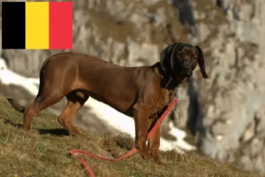 Read more about the article Bavarian Mountain Hound crescători și căței în Belgia