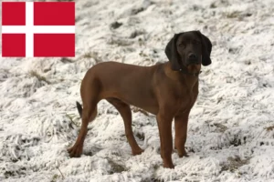 Read more about the article Bavarian Mountain Hound crescători și căței în Danemarca