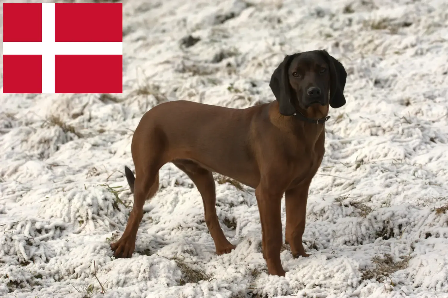 Bavarian Mountain Hound căței și crescători Danemarca Aici puteți găsi crescători de câini de munte bavarezi în Danemarca.