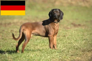 Read more about the article Bavarian Mountain Hound crescători și căței în Germania