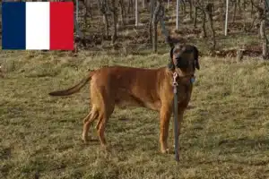 Read more about the article Bavarian Mountain Hound crescători și căței în Franța