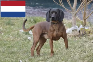 Read more about the article Bavarian Mountain Hound crescători și căței în Olanda