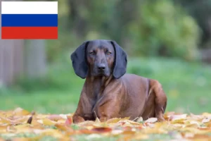 Read more about the article Bavarian Mountain Hound crescători și căței în Rusia