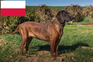 Read more about the article Bavarian Mountain Hound crescători și căței în Polonia