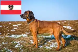 Read more about the article Bavarian Mountain Hound crescători și căței în Austria