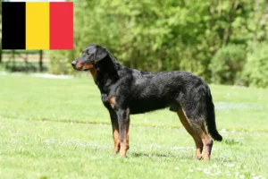 Read more about the article Beauceron crescători și căței în Belgia