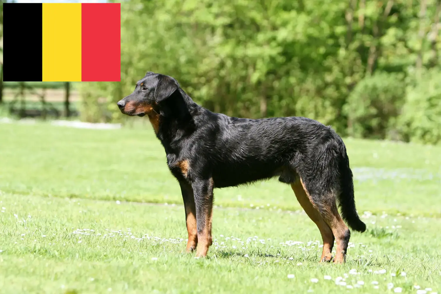Read more about the article Beauceron crescători și căței în Belgia
