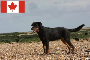 Read more about the article Beauceron crescători și căței în Canada