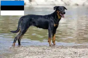 Read more about the article Beauceron crescători și căței în Estonia