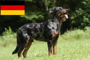 Read more about the article Beauceron crescători și căței în Germania