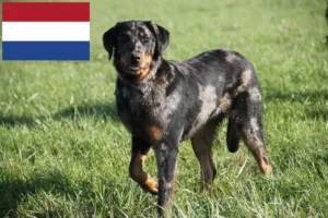 Read more about the article Beauceron crescători și căței în Olanda
