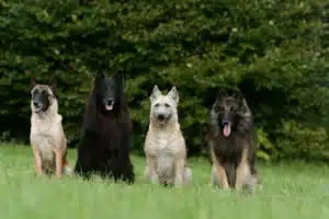 Read more about the article Ciobănesc belgian Dog Breeder