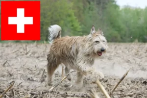 Read more about the article Berger de Picardie crescători și căței în Elveția