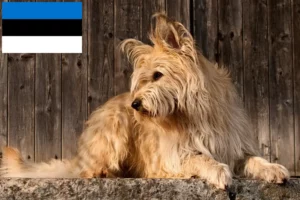 Read more about the article Berger de Picardie crescători și căței în Estonia