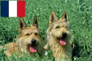 Read more about the article Berger de Picardie crescători și căței în Franța