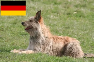 Read more about the article Berger de Picardie crescători și căței în Germania