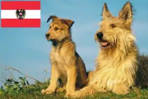 Read more about the article Berger de Picardie crescători și căței în Austria