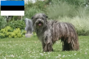 Read more about the article Berger des Pyrenees crescători și căței în Estonia