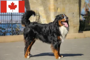 Read more about the article Bernese Mountain Dog Breeder și cățeluși în Canada