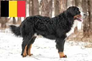 Read more about the article Bernese Mountain Dog Breeder și cățeluși în Belgia